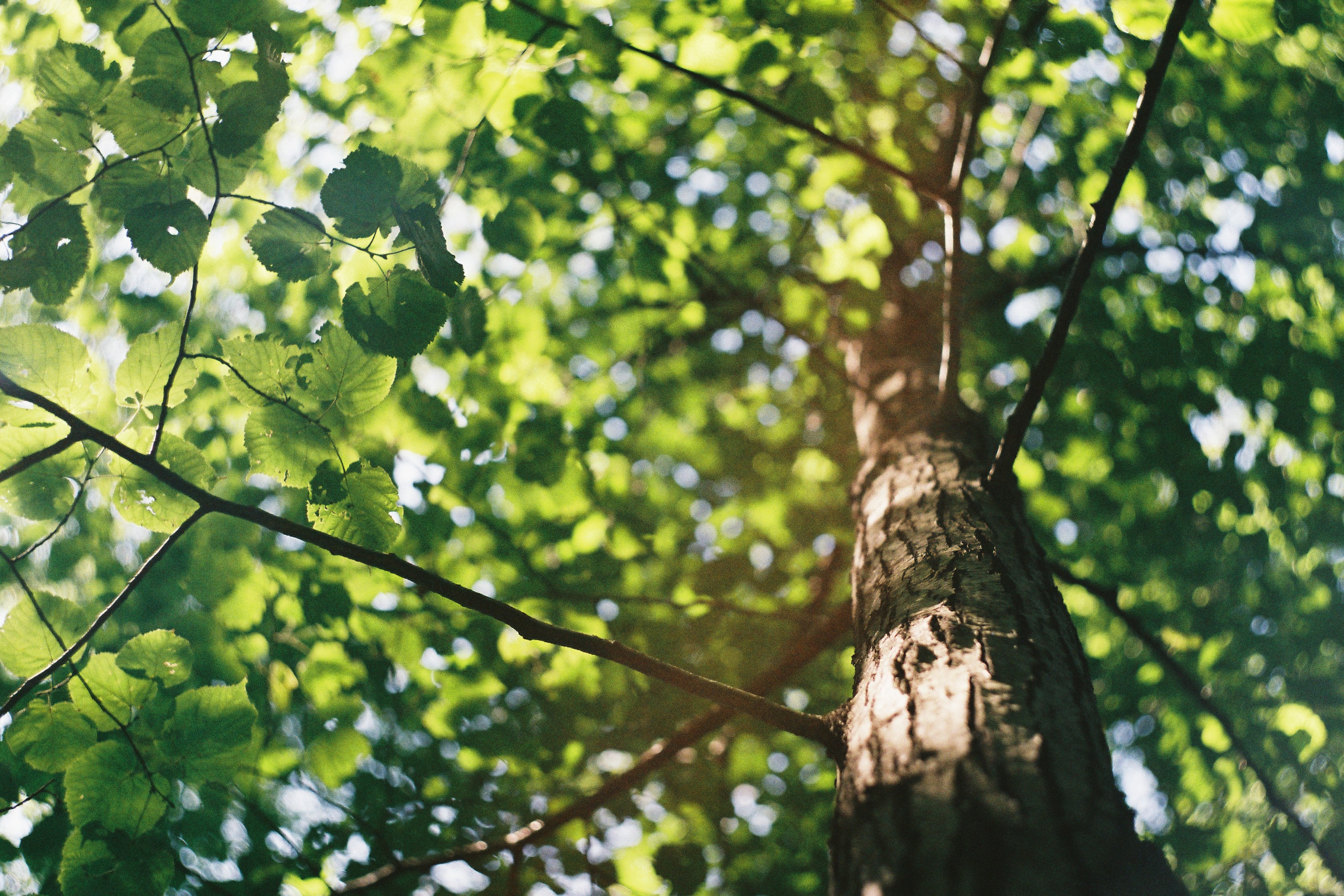Featured image for UC student explores ways to extract biofuels from trees