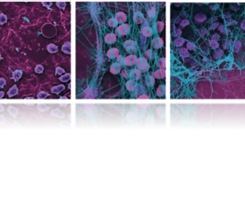 Imaging of On-Chip Reconstitution of Thrombosis