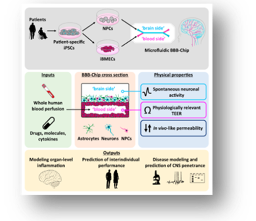 Diagram that shows Human iPSC-Derived Blood-Brain Barrier Chips Enable Disease Modeling and Personalized Medicine Applications