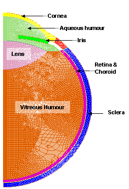 Eye model