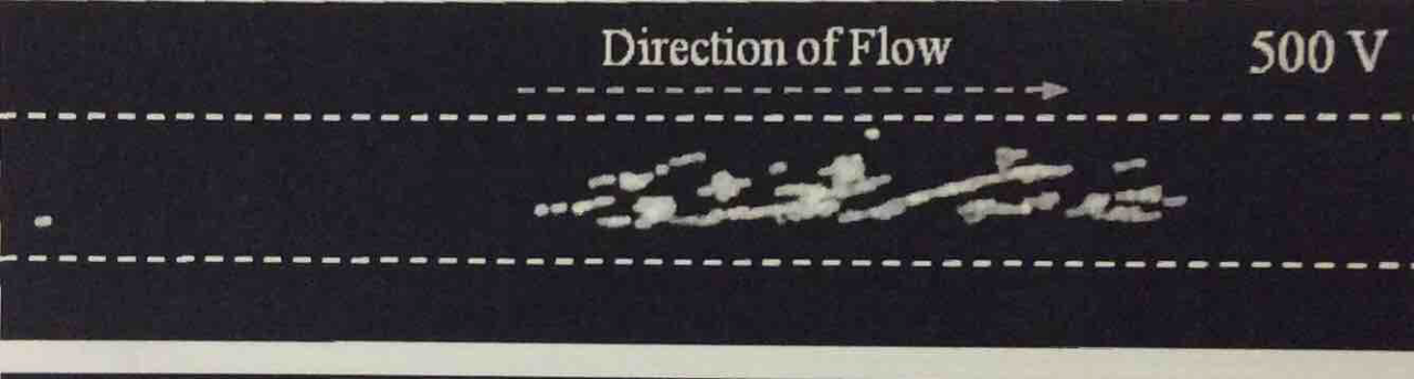 Fluorescent image of microbeads captured against the upper wall of the experimental channel.